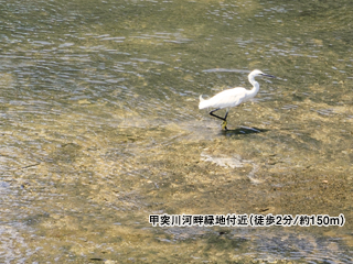 甲突川河畔緑地付近